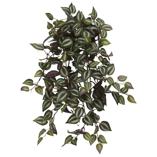 Hanging Inchplant Bush, 4ct. 3 Hanging Inchplant Bush, 4ct.