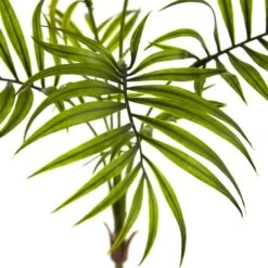 Mini Areca Palm Bushes -Flowers Michael Store D262570S 2