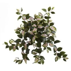 Hoya Hanging Bush, 4ct. -Flowers Michael Store D262589S 1 1