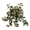 Hoya Hanging Bush, 4ct. -Flowers Michael Store D262589S 1