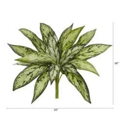 Silver Queen Plant, 6ct. -Flowers Michael Store D262599S 12