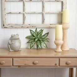 Silver Queen Plant, 6ct. -Flowers Michael Store D262599S 13