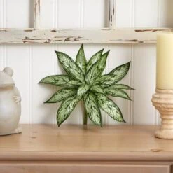 Silver Queen Plant, 6ct. -Flowers Michael Store D262599S 14