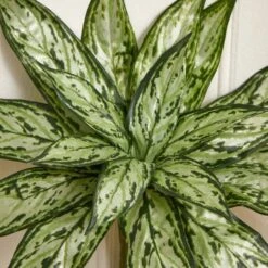 Silver Queen Plant, 6ct. -Flowers Michael Store D262599S 15