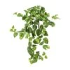 2ft. Pothos Hanging Bush, 3ct. -Flowers Michael Store D262601S 11