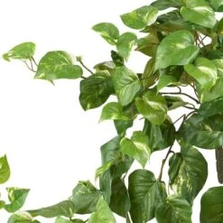 2ft. Pothos Hanging Bush, 3ct. -Flowers Michael Store D262601S 13