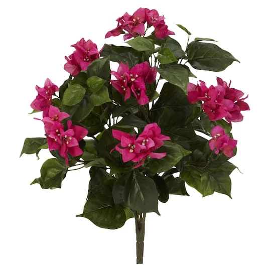 20" Bougainvillea Plant, 3ct. 4 20" Bougainvillea Plant, 3ct. - Image 2