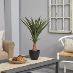 2.5ft. Agave In Black Planter -Flowers Michael Store D262725S 13