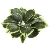 Variegated Hosta, 6ct. -Flowers Michael Store D262756S 1