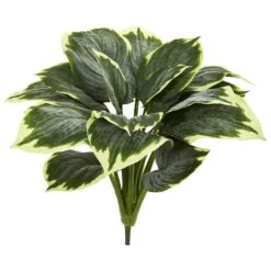 Variegated Hosta, 6ct. 7 Variegated Hosta, 6ct. -Flowers Michael Store D262756S 2