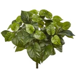 16" Pothos Bush, 6ct. -Flowers Michael Store D262771S 1 1