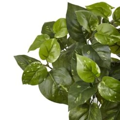 16" Pothos Bush, 6ct. -Flowers Michael Store D262771S 3