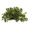 16" Raspberry Plant In Decorative Planter -Flowers Michael Store D262780S 1