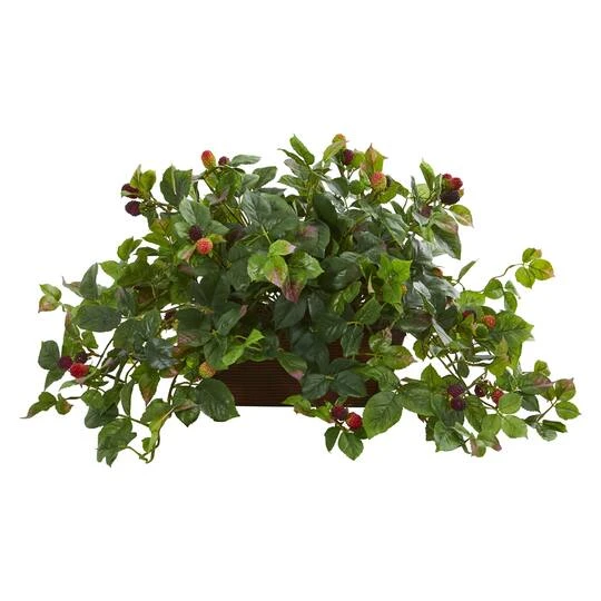 16" Raspberry Plant In Decorative Planter 3 16" Raspberry Plant In Decorative Planter