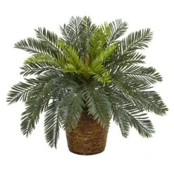 15" Cycas In Basket