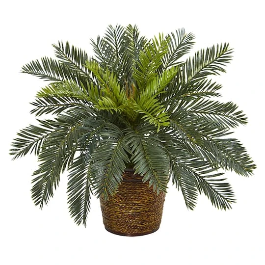 15" Cycas In Basket 3 15" Cycas In Basket