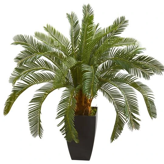 2.5ft. Cycas In Black Planter 4 2.5ft. Cycas In Black Planter - Image 2