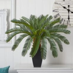 2.5ft. Cycas In Black Planter 8 2.5ft. Cycas In Black Planter -Flowers Michael Store D262833S 12