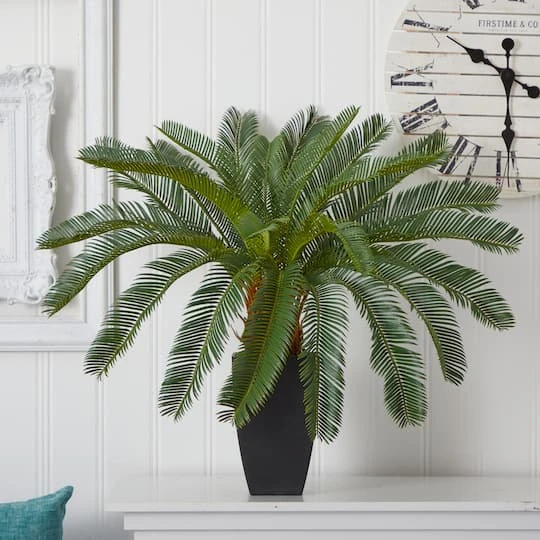 2.5ft. Cycas In Black Planter 5 2.5ft. Cycas In Black Planter - Image 3