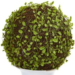 18" Mohlenbechia Ball Topiary In White Urn -Flowers Michael Store D262858S 12