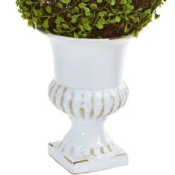 18" Mohlenbechia Ball Topiary In White Urn -Flowers Michael Store D262858S 13