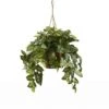 2ft. Arrowhead Plant Hanging Basket -Flowers Michael Store D262883S 11