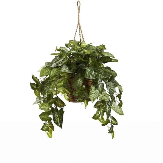 2ft. Arrowhead Plant Hanging Basket 2 2ft. Arrowhead Plant Hanging Basket