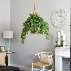 2ft. Arrowhead Plant Hanging Basket 8 2ft. Arrowhead Plant Hanging Basket -Flowers Michael Store D262883S 12
