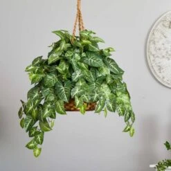 2ft. Arrowhead Plant Hanging Basket 9 2ft. Arrowhead Plant Hanging Basket -Flowers Michael Store D262883S 13
