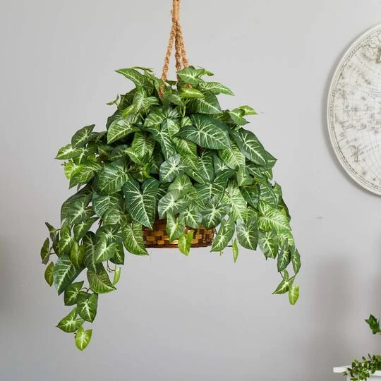 2ft. Arrowhead Plant Hanging Basket 5 2ft. Arrowhead Plant Hanging Basket - Image 4