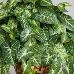 2ft. Arrowhead Plant Hanging Basket 10 2ft. Arrowhead Plant Hanging Basket -Flowers Michael Store D262883S 14