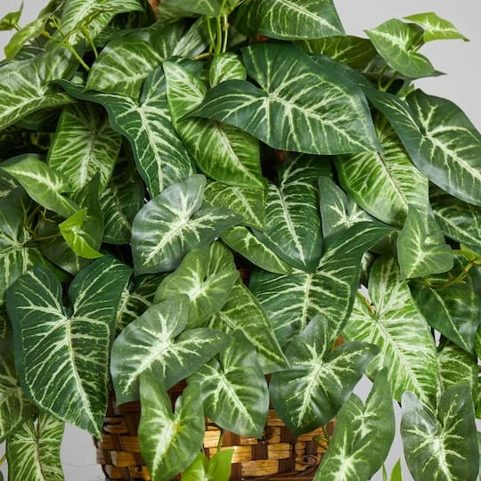 2ft. Arrowhead Plant Hanging Basket 6 2ft. Arrowhead Plant Hanging Basket - Image 5