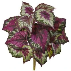 16" Begonia Bush, 6ct.