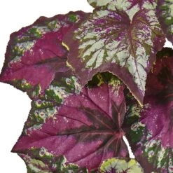 16" Begonia Bush, 6ct. -Flowers Michael Store D262898S 12