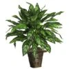 2.5ft. Silver King Plant With Basket -Flowers Michael Store D262927S 1