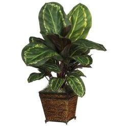 2ft. Prayer Plant In Basket -Flowers Michael Store D262943S 1 1