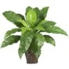 22" Birds Nest Fern With Wicker Basket -Flowers Michael Store D262947S 11