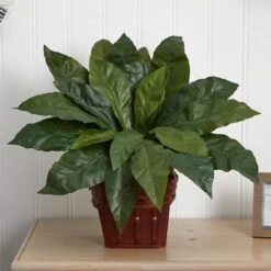 22" Birds Nest Fern With Wicker Basket -Flowers Michael Store D262947S 13