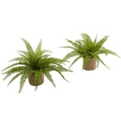 15" Boston Fern With Burlap Planter, 2ct.