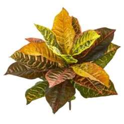 Croton Bush, 4ct. -Flowers Michael Store D262990S 1 1