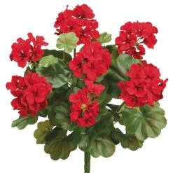 Red Water-Resistant Geranium Bush -Flowers Michael Store D264066S 1 1