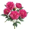 Dark Pink Peony Bush 1 Dark Pink Peony Bush -Flowers Michael Store D264069S 1