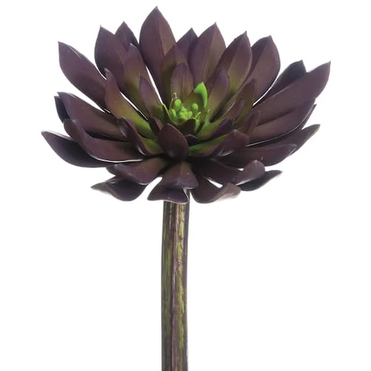 Soft Touch Plum Echeveria Medium Width Pick 4 Soft Touch Plum Echeveria Medium Width Pick - Image 2