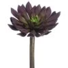 Soft Touch Plum Echeveria Medium Width Pick -Flowers Michael Store D265695S 1