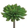Soft Touch Bright Green Echeveria Pick With Red Tips -Flowers Michael Store D265698S 1