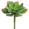 Green & Pink Echeveria Pick -Flowers Michael Store D265703S 1