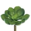 Soft Touch Green Echeveria Pick With Dark Green Tips -Flowers Michael Store D265713S 1