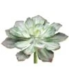 Soft Touch Dark Green & Gray Echeveria Pick -Flowers Michael Store D265724S 1