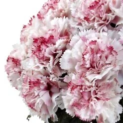 11" Pink And White Carnation Arrangement In Vase -Flowers Michael Store D292573S 12