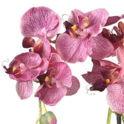 18" Moth Orchid Arrangement In Glass Vase -Flowers Michael Store D292700S 12